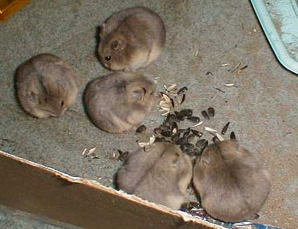 http://s-hamster.narod.ru/kartinki/hamsters_eating.jpg